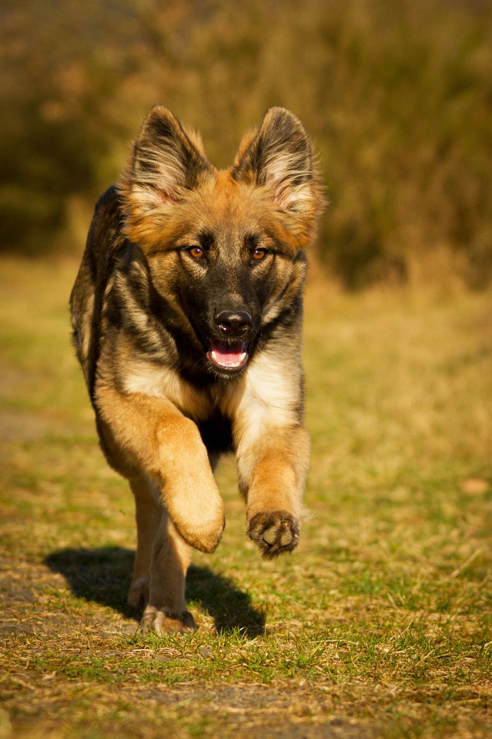 Schäferhund Erziehung Schaeferhundseite.de