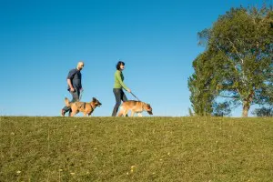 Schäferhund
