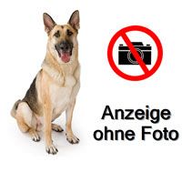 Schäferhündin gesucht
