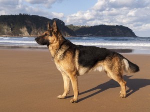 Deckrüde Schäferhund