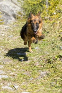 Ernährung kastrierter Schäferhund