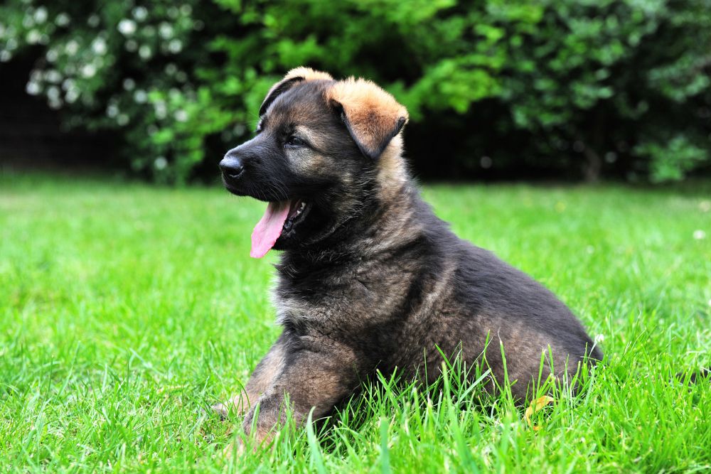 Schäferhund Züchter
