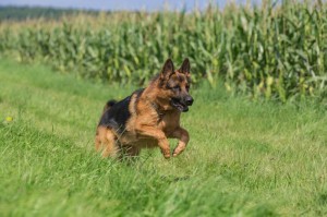 Gesundheit Schäferhund Deckrüden