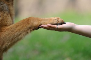 Krallen Schneiden Schäferhund