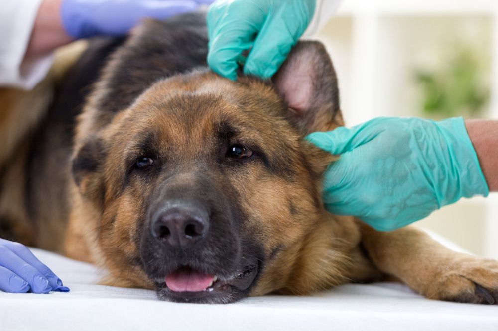 Ohrenentzündung Tierarzt Schäferhund