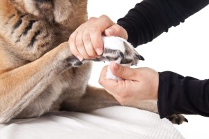 Pfoftenpflege Schäferhund