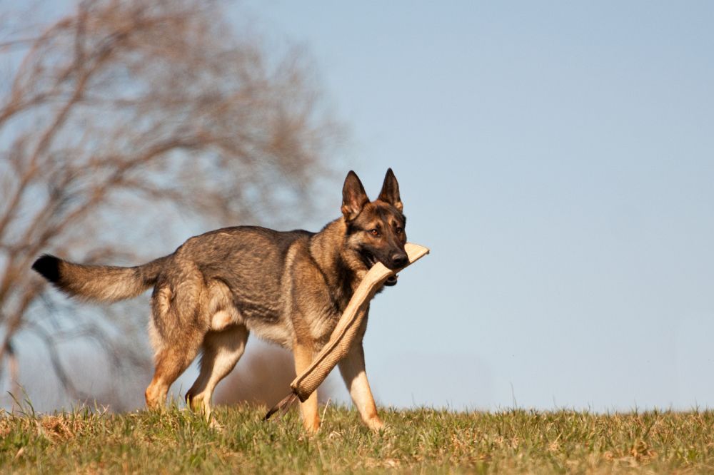 Schaferhund In Not Schaferhund Aus Dem Tierheim