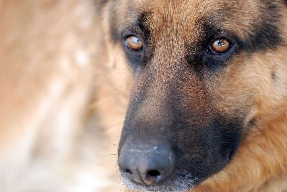 Schaferhund In Not Schaferhund Aus Dem Tierheim