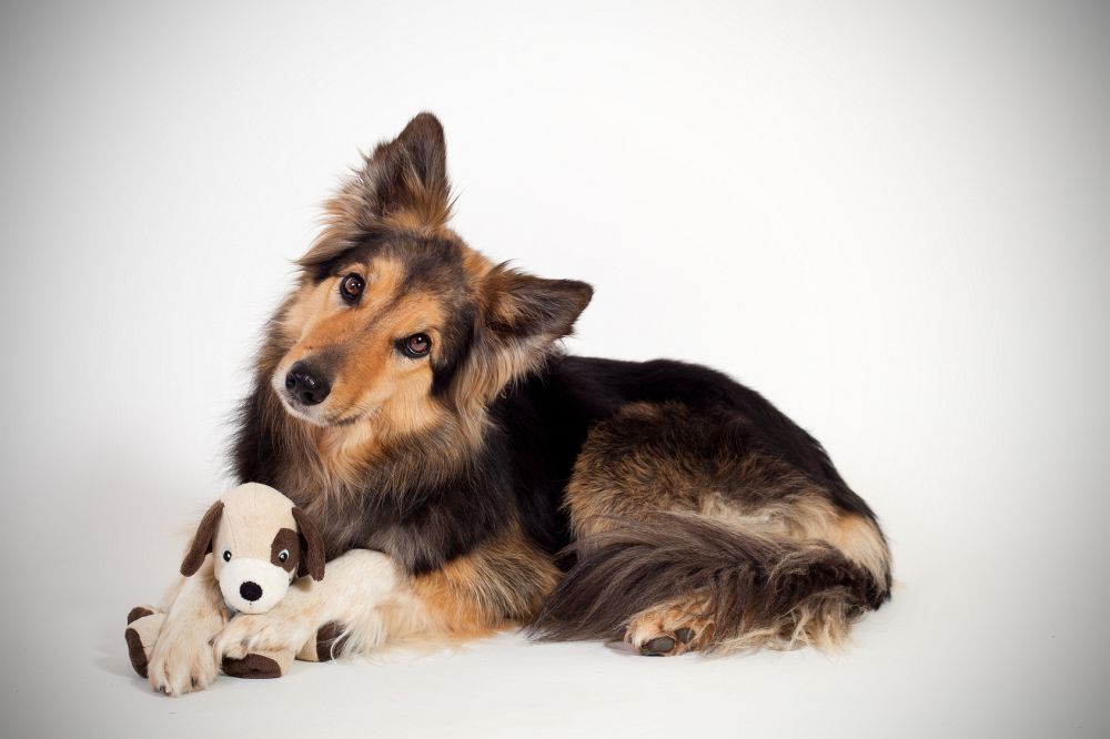 Schäferhund Mischling, Mix