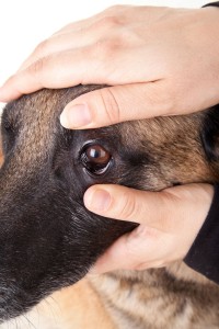 Schäferhund Augenpflege