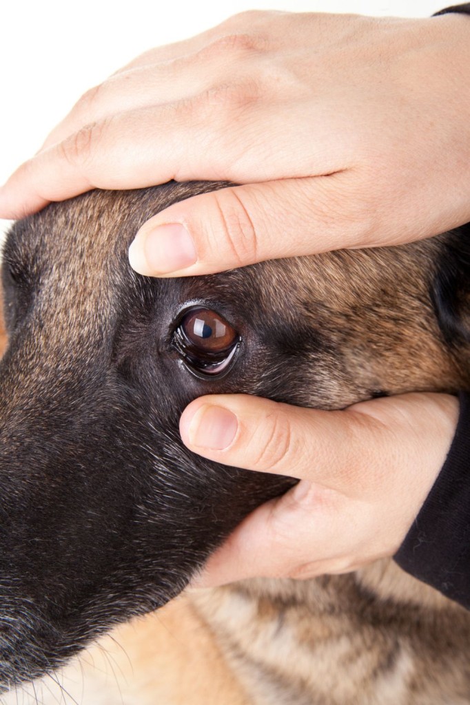 Schäferhund Augenpflege