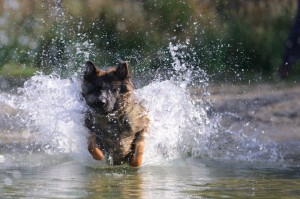 Schäferhund Baden