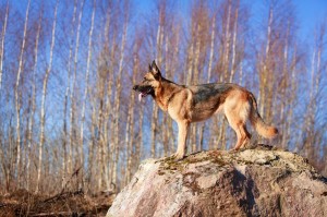 Schäferhund Deckrüde