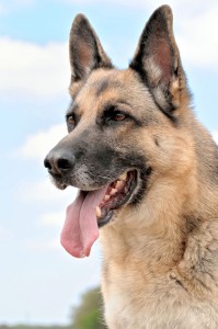 Schäferhund Deckrüde Zuchttauglichkeitsprüfung