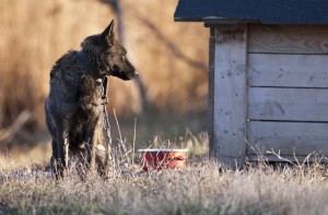 Schäferhund Hepatits