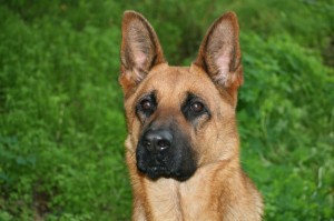 Schäferhund Hündin oder Rüde?