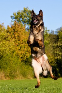 Schäferhund Krankheiten