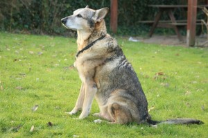 Schäferhund Mix