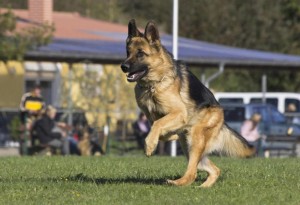 Schäferhund Tierheim