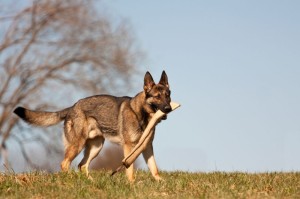Schäferhund Vermittlung