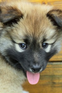 Schäferhund Welpen Züchter