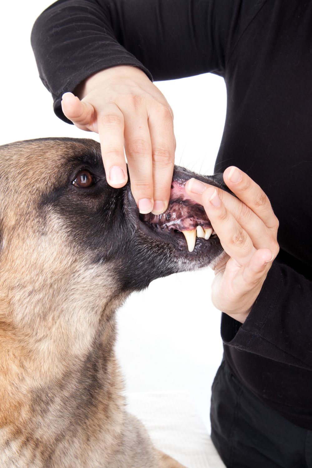 Schäferhund Zahnpflege