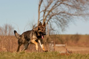Schäferhund abzugeben