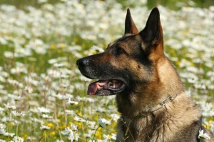 Schäferhund zu kaufen
