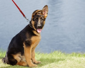 Schäferhundwelpe an Leine gewöhnen