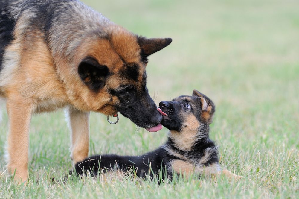 Schäferhund Züchter
