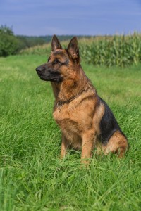 Sitz Bleib Platz Kommandos Schäferhund