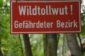 Tollwut beim Schäferhund