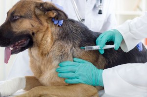 Untersuchung Schäferhund Krankheiten