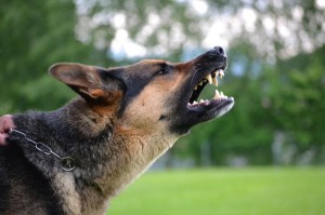 Vorurteile Schäferhund