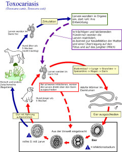 Wurm, Würmer, Bandwurm, Schäferhund