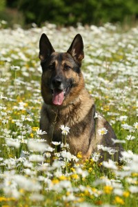 Wurmkur Schäferhund