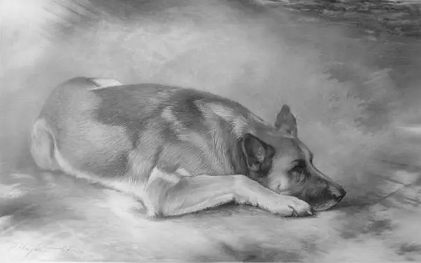 Zeichnung Schäferhund. Quelle: ARTLUX Galerie Thomas Lux