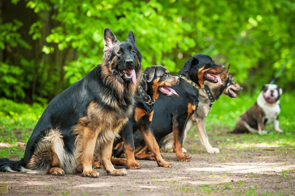 Hundeschule für Schäferhunde