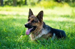 Lebensdauer Schäferhund
