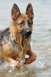 Schäferhund Lebenserwartung