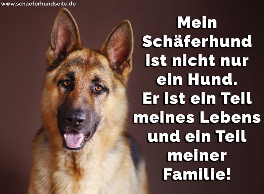 Schäferhund Zitate Und Sprüche