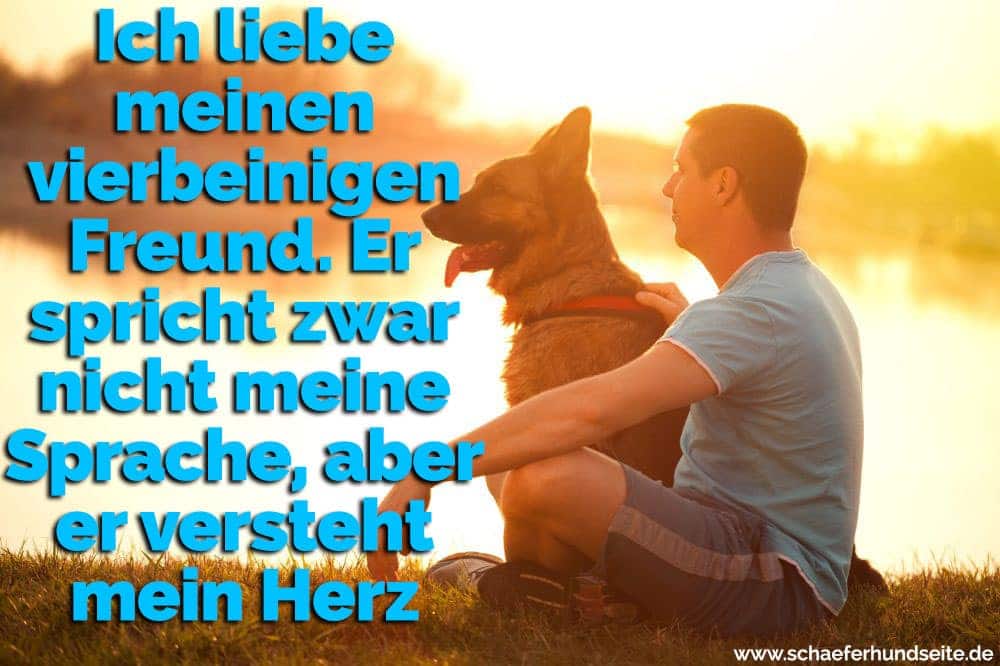 Schäferhund Zitate Und Sprüche