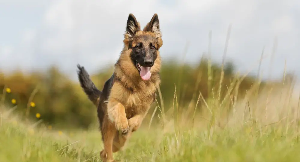 Droll Siberian Husky Golden Retriever German Shepherd Mix