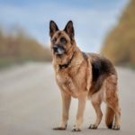 Deutscher Schäferhund - Hündin