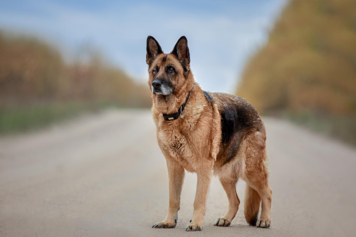 Der Deutsche Schäferhund - Schaeferhundseite.de