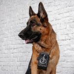 Tolle Fotos und Bilder vom Deutschen Schäferhund