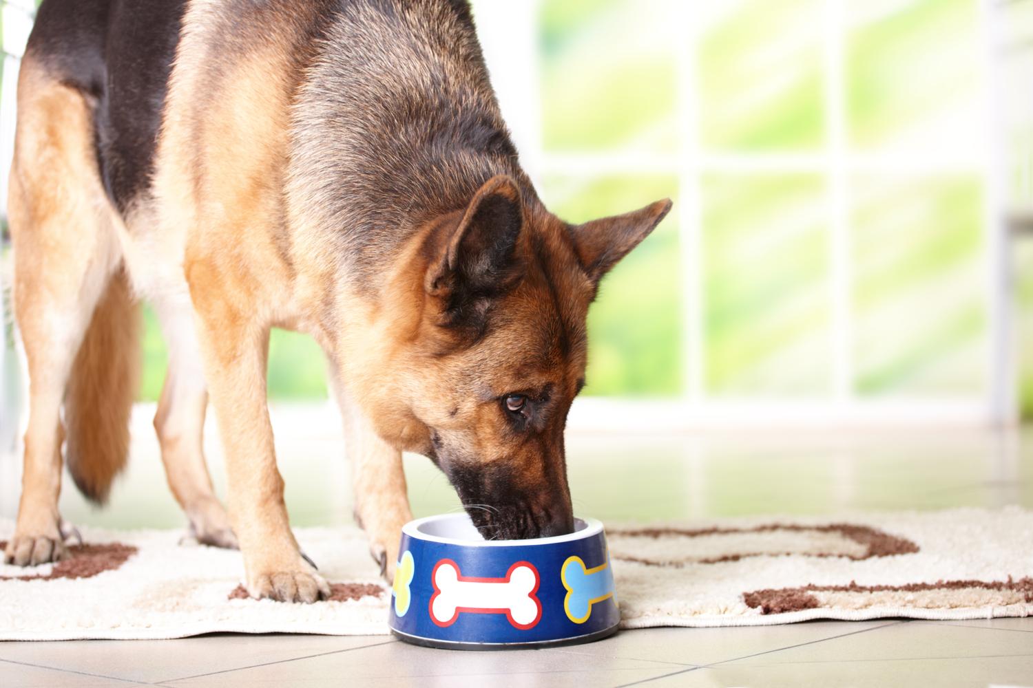 Schäferhund Futter und Ernährung - Welches Futter ist gesund?