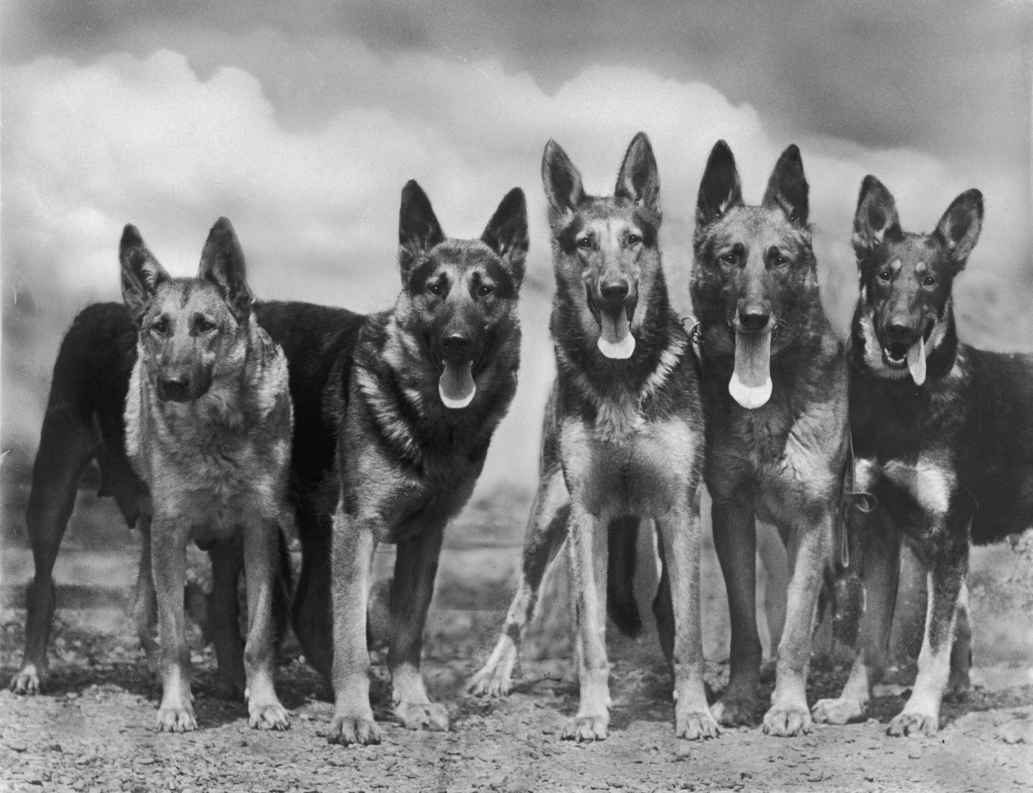 Schäferhund Geschichte und Ursprung; Aufnahme aus dem Jahr 1935