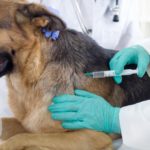 Schäferhund Impfen - Welche Impfungen sind wirklich nötig?