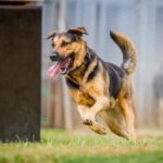 Lebt ein Schäferhund Mischling länger als ein reinrassiger Schäferhund?